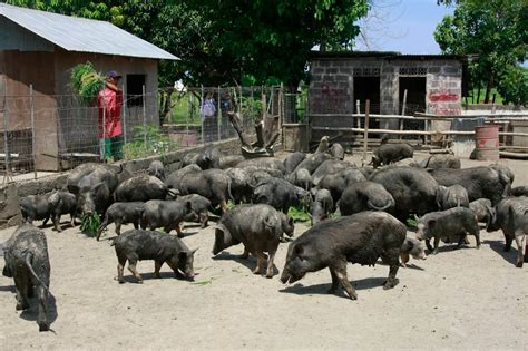 native chicken - philippin news collections