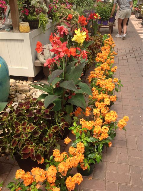 Annuals & Perennials – Gardner's Landscape Nursery