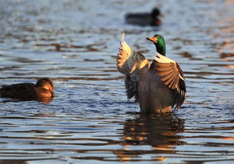 Orchestra Musical Instruments 的图像结果