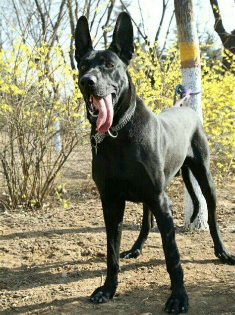 大黑狗品种-图库-五毛网