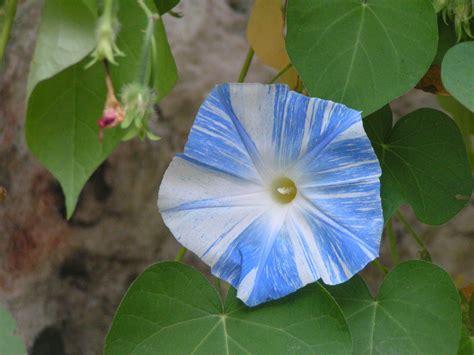 Blue & White Morning Glory Flower