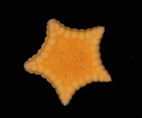 Bestimmung Seestern und Irregulärer Seeigel - Korallen - Meerwasserforum