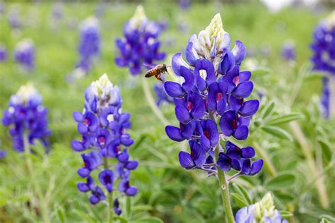 Facts About The Bluebonnet Texas State Flower | Best Flower Site