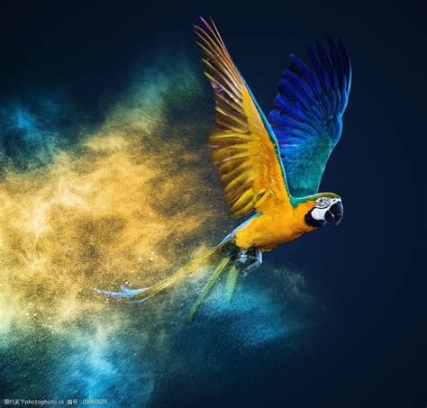 炫酷飞翔的鹦鹉图片图片-图行天下素材网