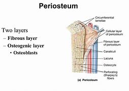Image result for periosteum
