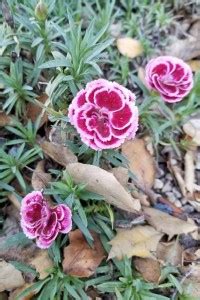 ACCELCROP Dianthus Lemon Fizz Flower Seed Price in India - Buy ...
