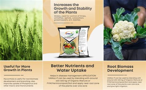 ATMANAM Organic Mycorrhizal Biofertilizer VAM fungi | Essential ...