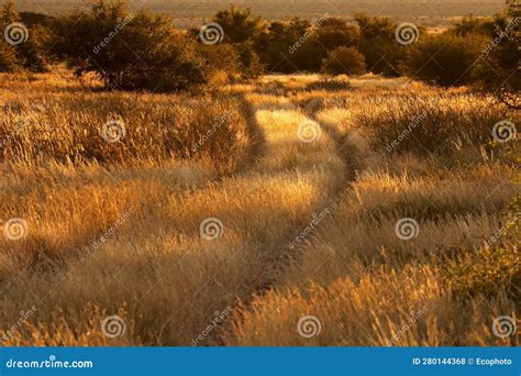 Rural Road through Golden Grasses, South Africa Stock Photo - Image of ...