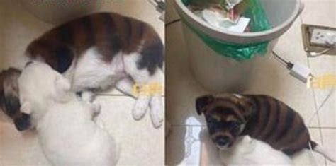 花700买珍贵罕见「虎皮犬」 回家发现竟是染色的狗 | 马来西亚诗华日报新闻网