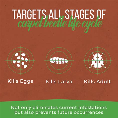 Carpet Beetle Killer Spray - 1L