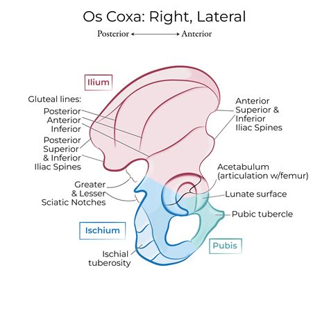 Pectineal Line Of Pubis