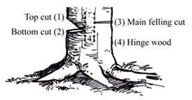 Image result for Reverse Angle Tree Felling Cut