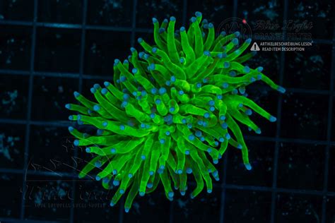 Euphyllia glabrescens Blue Tip (Filter)-LPS3_251213_176