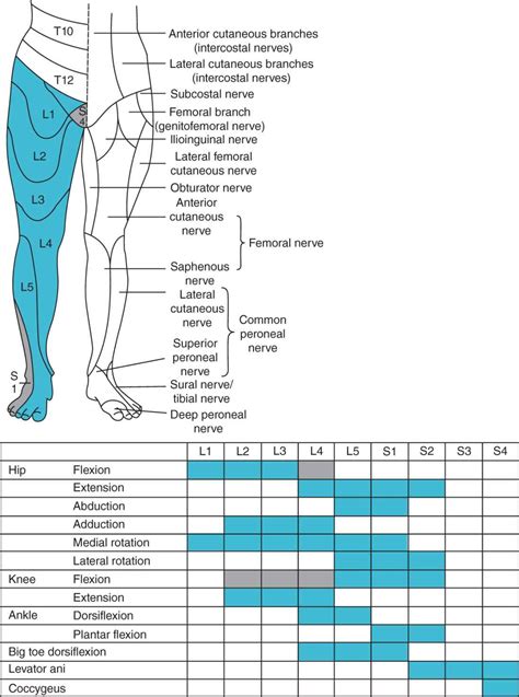 Lower Extremity Peripheral Nerve Distribution
