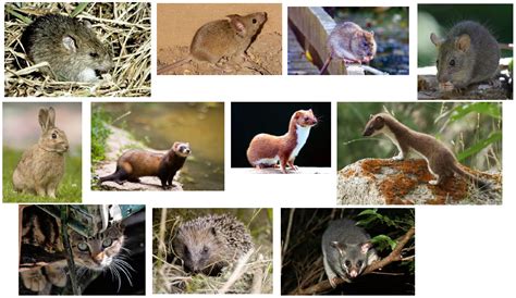 Mammals Endemic To New Zealand