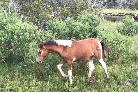 UP THE BAY PONY TOURS (2026) All You Need to Know BEFORE You Go (with ...