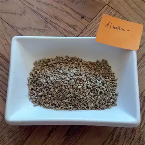 Ajwain Plant | Trachyspermum ammi - Plants – Lalit Enterprise