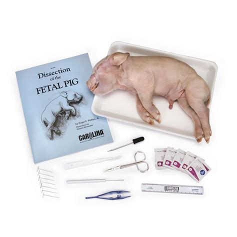 Carolina Pig Anatomy Kit with Dissecting Set India | Ubuy