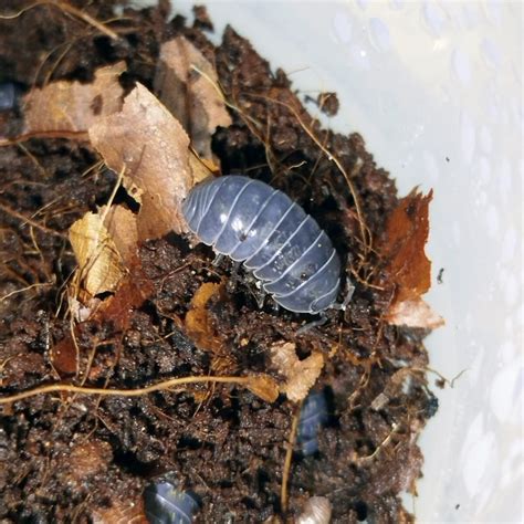 Armadillidium vulgare | Isopod shop | Arthropods - ANTDERGROUND