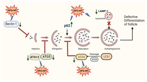 Cells | Special Issue : Molecular Targets for Autophagy in Cancer Treatment