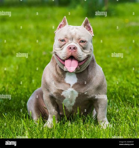 American bully pocket - lodkidz