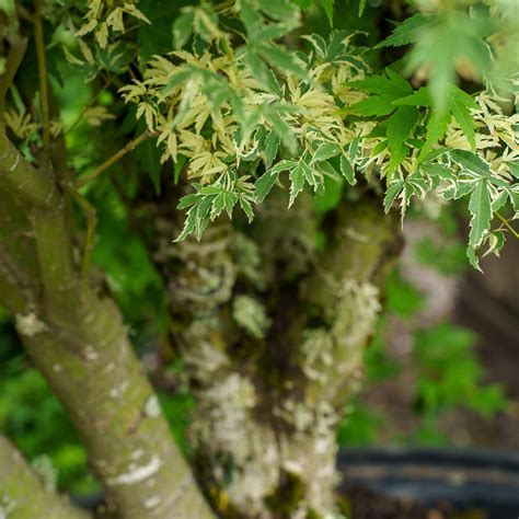 Butterfly Japanese Maple | Yeoman