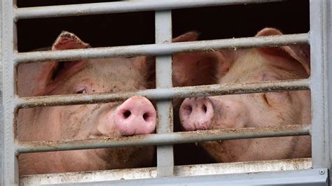 Python Kills Pig 的图像结果