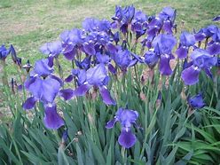 Image result for Tennessee State Flower Iris