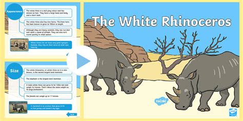KS1 The White Rhinoceros Information PowerPoint - Twinkl