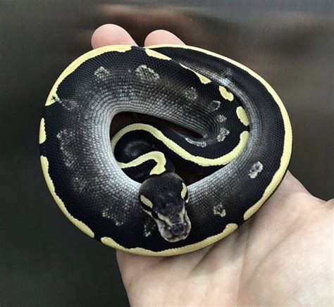 Image result for Axanthic Pied Ball Python