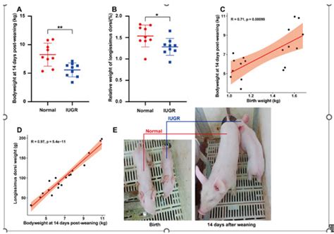 Characteristics of microRNAs in Skeletal Muscle of Intrauterine Growth ...