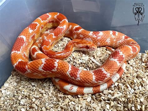 Corn Snake Albino