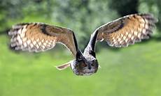 malvorlage fliegende eule fliegende eule foto bild tiere zoo wildpark malvorlage fliegende eule fliegende eule foto bild tiere zoo wildpark