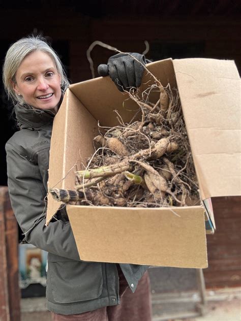 A Comprehensive Guide to Lifting and Storing Dahlias for Winter