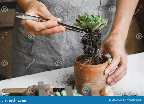 Houseplant Repotting DIY Gardening Activity for Adults. Succulent Stock ...