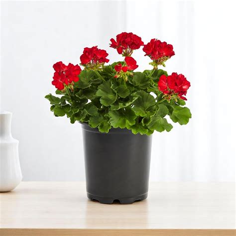 Buy Geranium Plant Red online at best price
