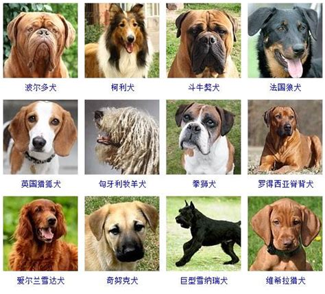 犬业广告图片免费下载_犬业广告素材_犬业广告模板-图行天下素材网
