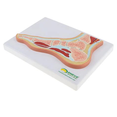 ⚡️Buy Maxbell 1:1 Human Foot Joint Ankle Muscle Skeleton MRI Section ...
