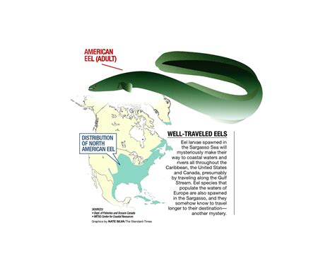 American Eel Migration