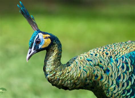 Juvenile Java Green Peacock (Pavo muticus): Wild green peafowl live in ...