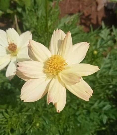 Most Beautiful Cosmos bipinnatus : Cream colour cosmos seeds – Santhi ...