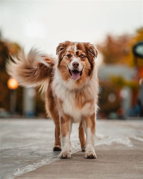 Fact or Fiction: Australian Shepherds are Born with Long Tails - Rocky ...
