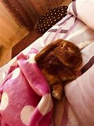 Image result for Cutest Bunny Rabbits