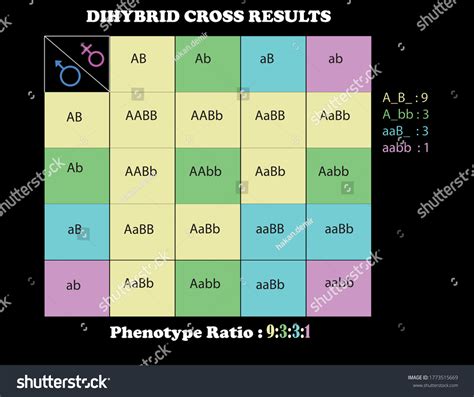Punnett Square Calculator Eye Color