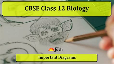 Important CBSE Class 12 Biology Diagrams with Label and Explanations ...