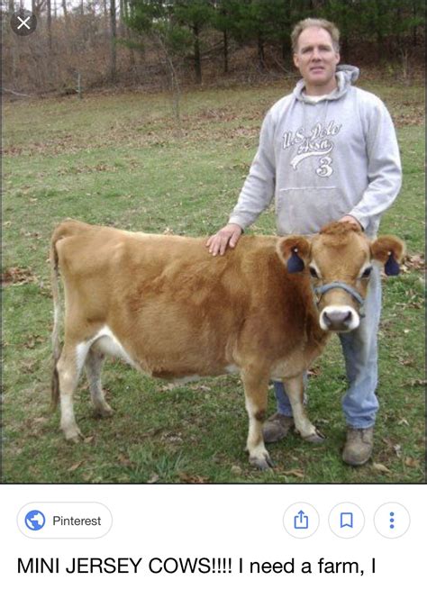 Miniature Jersey Cows