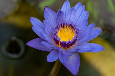 What is Blue Lotus Flower? Effects, Uses, and Origins