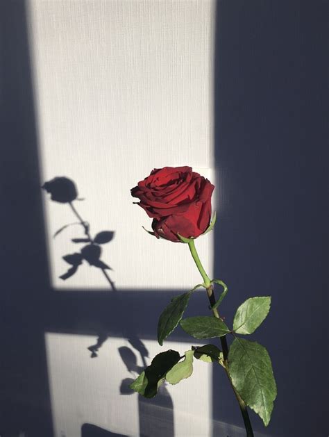flower | Гибридные чайные розы, Темная художественная фотография, Обои