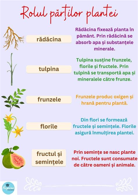 Discover a Poster with Different Types of Plants in Spanish, English ...
