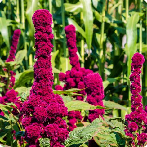 Amaranth Seeds - Elephant Head – The Incredible Seed Company Ltd